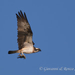 Falco pescatore (Pandion haliaetus)