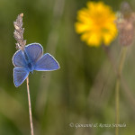 Argo azzurro (Polyommatus icarus)