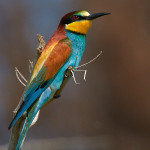 Gruccione (Merops apiaster)