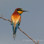 Gruccione (Merops apiaster)