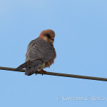 Falco cuculo (Falco vespertinus)