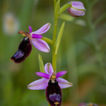 Ofride di Bertoloni (Ophrys bertolonii)
