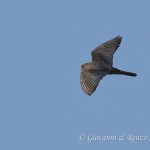 Falco cuculo (Falco vespertinus)