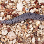 Grande limaccia grigia (Limax maximus)