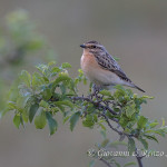 Stiaccino (Saxicola rubetra)