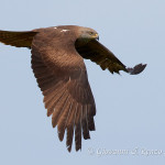 Nibbio bruno (Milvus migrans)