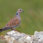 Tortora selvatica (Streptopelia turtur)