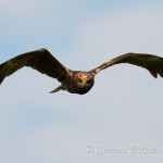 Falco di palude (Circus aeruginosus)