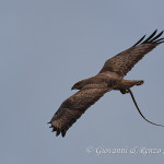 Poiana (Buteo buteo) con preda