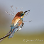 Gruccione (Merops apiaster)