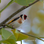 Cardellino (Carduelis carduelis)