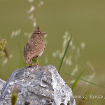 Cappellaccia (Galerida cristata)