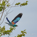 Ghiandaia marina (Coracias garrulus)