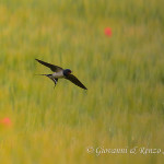 Rondine (Hirundo rustica)