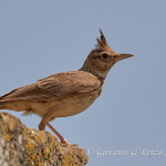 Cappellaccia (Galerida cristata)