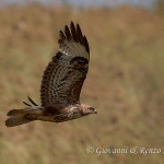 Poiana (Buteo buteo)