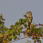 Strillozzo (Emberiza calandra) con preda