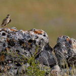 Calandra (Melanocorypha calandra) su muro a secco