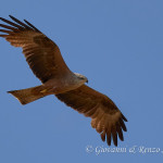 Nibbio bruno (Milvus migrans)