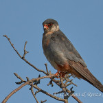 Falco cuculo (Falco vespertinus)