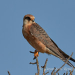Falco cuculo (Falco vespertinus)