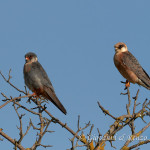 Falco cuculo (Falco vespertinus)