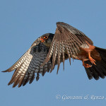 Falco cuculo (Falco vespertinus)