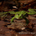 Rana comune o rana verde (Pelophylax esculentus)