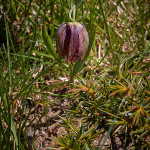 Meleagride minore (Fritillaria tenella)