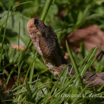 Vipera (Vipera aspis hugyi)