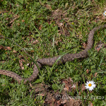 Vipera (Vipera aspis hugyi)