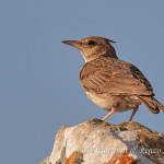 Cappellaccia (Galerida cristata)