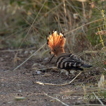 Upupa (Upupa epops)