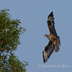 Poiana (Buteo buteo)