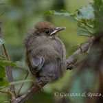 Capinera (Sylvia atricapilla) juv.