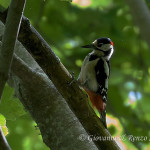 Picchio rosso maggiore (Dendrocopos major) maschio