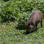 Cinghiale (Sus scrofa)