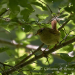 Scricciolo (Troglodytes troglodytes)