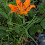 Giglio di San Giovanni (Lilium bulbiferum)