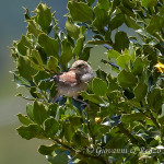 Averla piccola juv. (Lanius collurio)