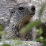 Marmotta delle Alpi (Marmota marmota)