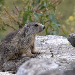 Marmotta delle Alpi (Marmota marmota)