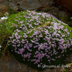 Silene acaule (Silene acaulis)