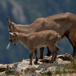 Stambecco (Capra ibex)