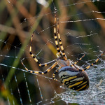 Ragno vespa (Argiope bruennichi) femmina