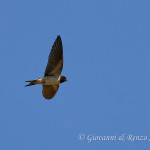 Rondine (Hirundo rustica)