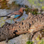 Ghiandaia (Garrulus glandarius)