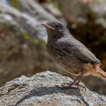 Codirosso spazzacamino (Phoenicurus ochruros) juv.