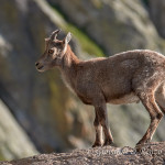 Stambecco (Capra ibex)