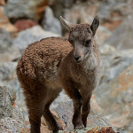 Stambecco (Capra ibex)